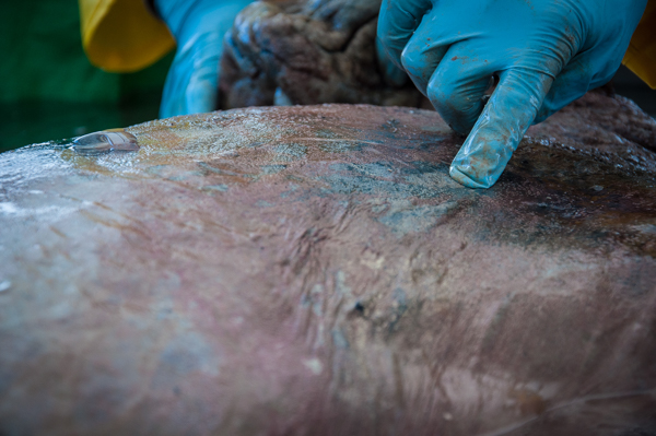 A close look at the texture of the blue whale heart prior to being fixed with formalin. Photo by Sam Rose Phillips