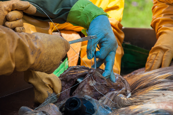 A major vessel being sutured prior to filling the heart with formalin. Photo by Sam Rose Phillips