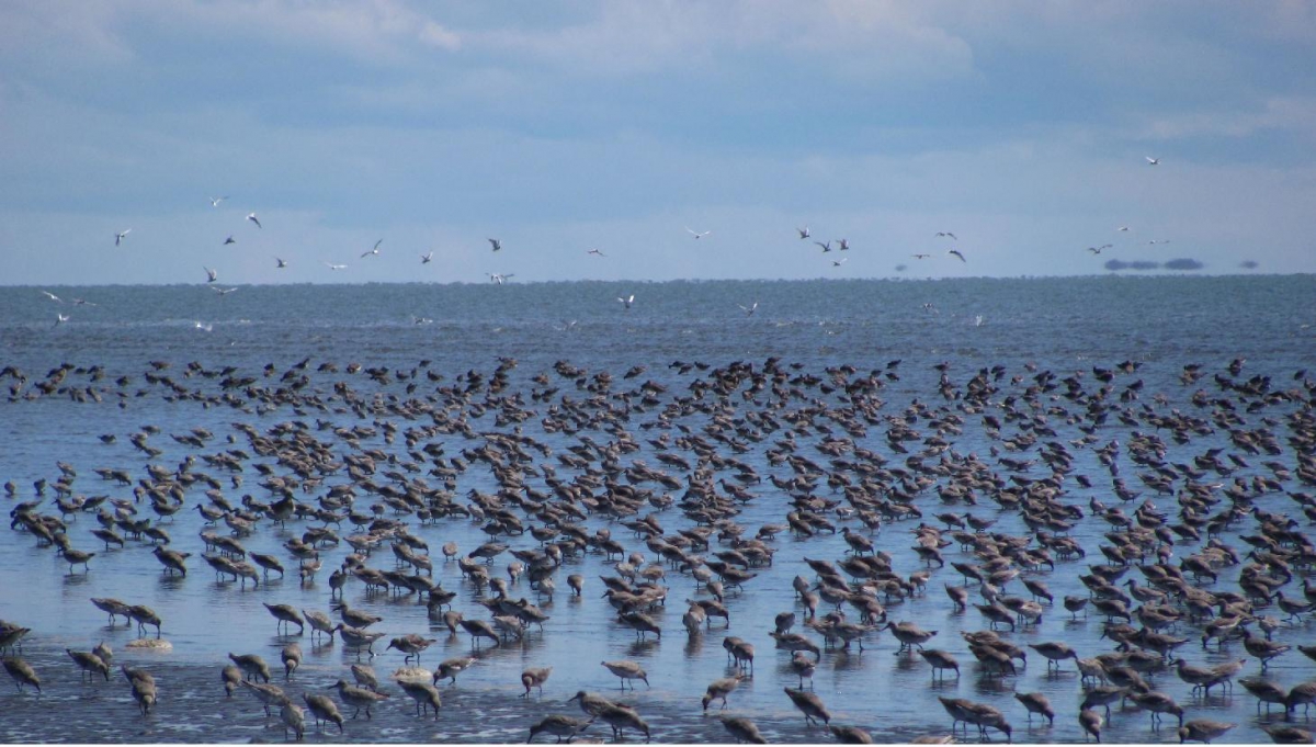 A flock of birds on the shoreline.