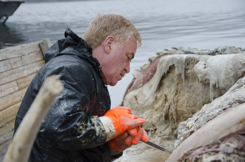 A man works to remove meat from the blue whale carcass.