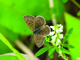 brown and black butterfly resting on small white flowers