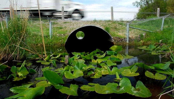 Ditch filled with water and lilypads.