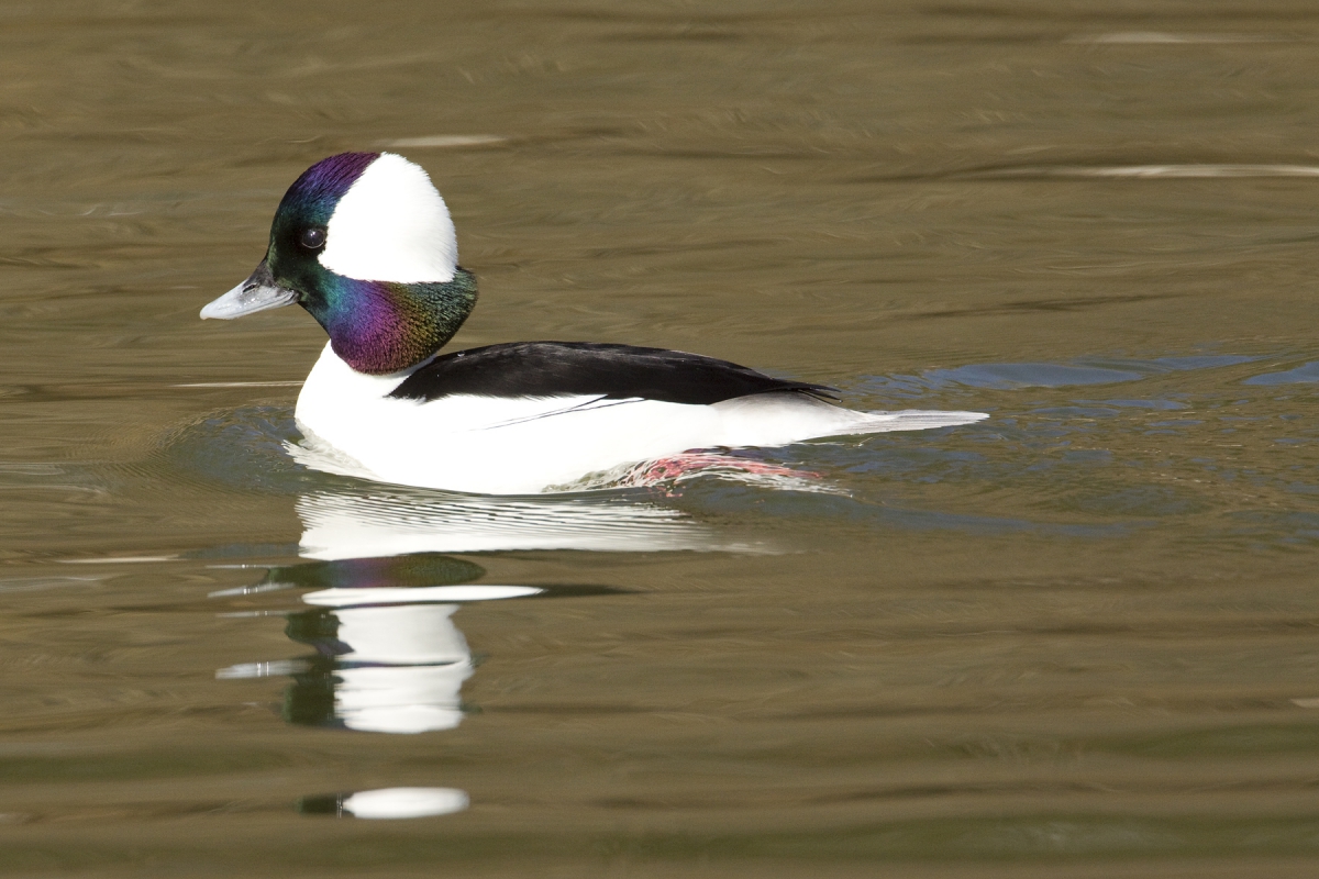 Thousands of Buffleheads are seen along the Niagara River at Fort Erie.