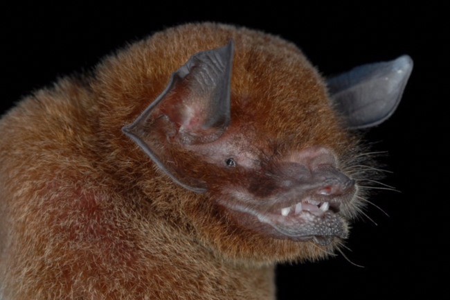 Parnell's mustached bat (Pteronotus parnellii), a Guyanese species of bat. Photo by Burton Lim