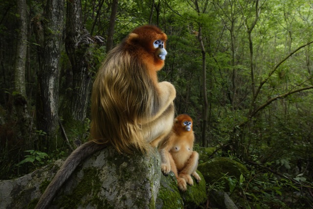 Deux singes au pelage doré et au visage bleuté (rhinopithèques de Roxellane) sur des pierres couvertes de mousse au milieu d'une jungle verdoyante.