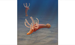 A Cambrian Puzzle