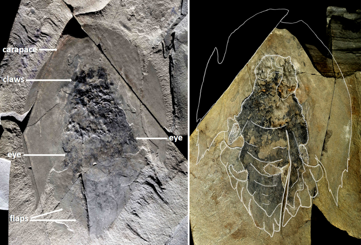 Complete fossil (Holotype ROMIP 65078) of Cambroraster falcatus, showing the eyes and the body with paired swimming flaps below the large head carapace. The shale in which the fossil was entombed was split open, leaving parts of the body on both sides (right and left).