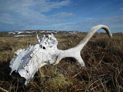 Cariboo skull in barren landscape of Nunavut