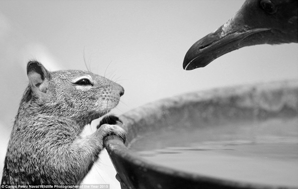 A squirrel and a crow stare at each other across a water basin. “To drink, or not” by Carlos Perez Naval
