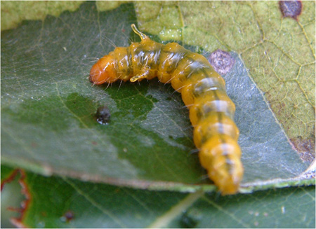 Calindoea trifascialis caterpillar  © Kim Humphreys