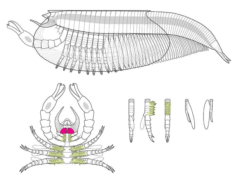 Amazing fossils recently discovered from the Cambrian Cedric_tech-drawings_dufault_raw-s