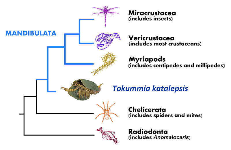 Amazing fossils recently discovered from the Cambrian Cedric_tokummia_phylogeny_simp