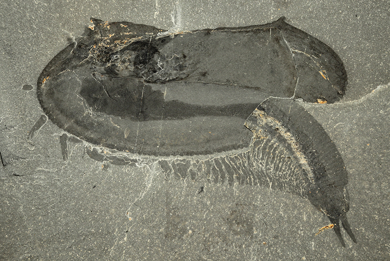 Amazing fossils recently discovered from the Cambrian Cefric_tokummia-holotype_-rom63823