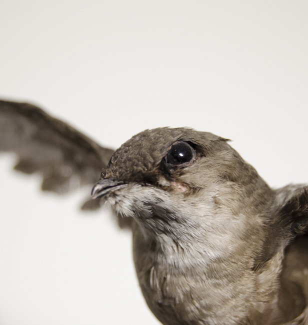 Portrait of a Chimney Swift. Image by Justine DiCesare closeup photo of the face of a chimney swift