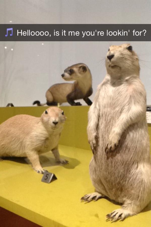 ROMmeme prairie dogs. Caption: Helloooo, is it me you're lookin' for? 