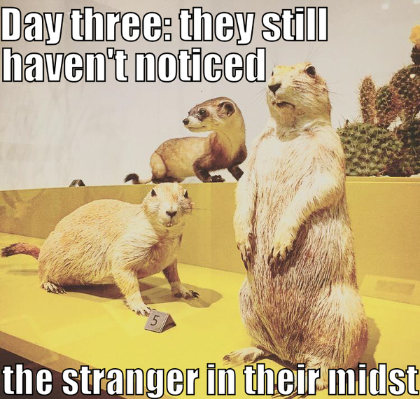 ROMmeme prairie dogs. Caption: Day three: they still haven't noticed the stranger in their midst. 
