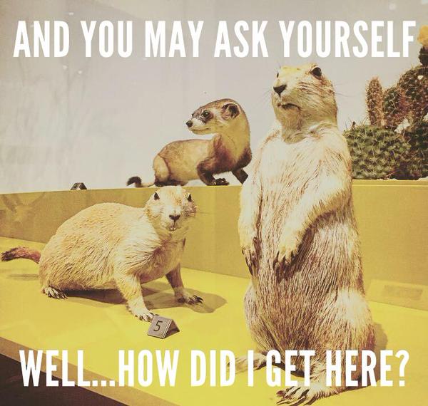 ROMmeme prairie dogs. Caption: And you may ask yourself well how did I get here? 