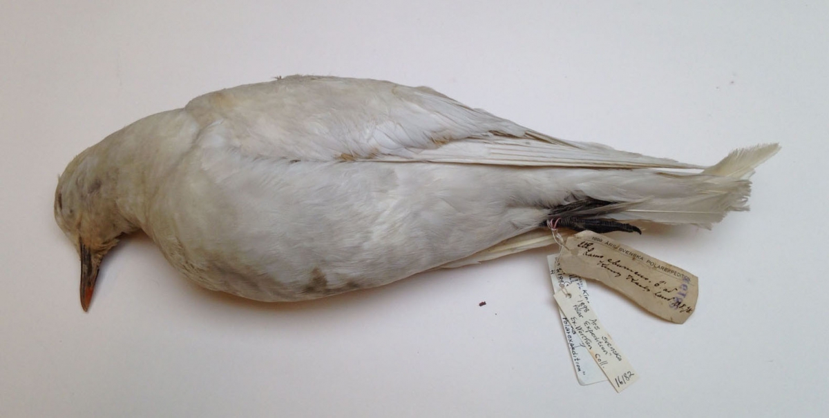 An image of an Ivory Gull specimen with label that reads1898