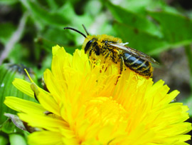 Yellow and black bee on a yellow flower
