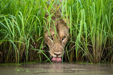 A lion surrounded by grass lapping water