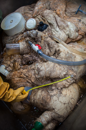 An aerial view of the blue whale heart as it is dilated with formalin. Photo by Samantha Phillips An aerial view of the blue whale heart as it is dilated with formalin. Photo by Sam Rose Phillips