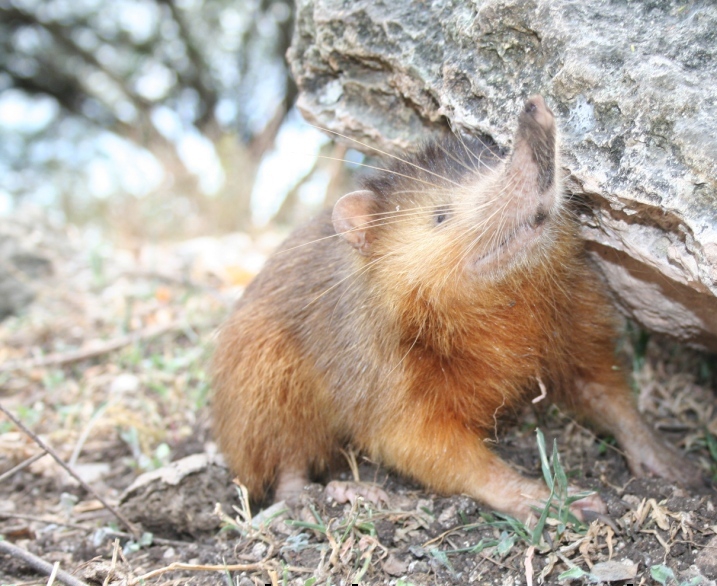 A small, furry mammal is on the ground, next to a rock