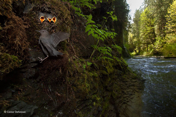 Creekside Nursery by Connor Stefanison, 2015 - A mother bird lands near her nest in the side of a creekbank with the wide-open mouths of her three babies. A forest creek scene sits behind her lit with daytime light