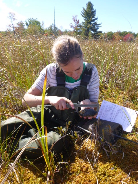Researcher holding a juvenile Blanding's turtle measuring the top of its shell in a wetland.