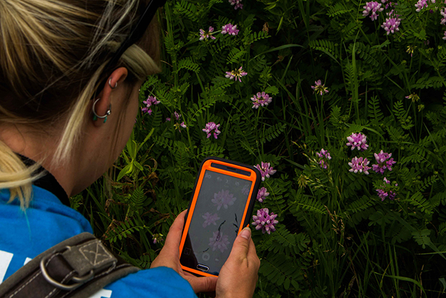 A girl takes a photo of a plant species with her cell phone. Photo by Danielle Bengall