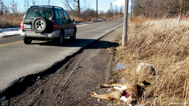 Deer dead in the ditch beside a road.