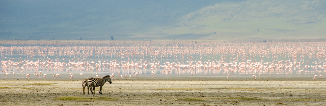 Zebras on Ngorongoro Crater. Photo by Debbie Stelzer