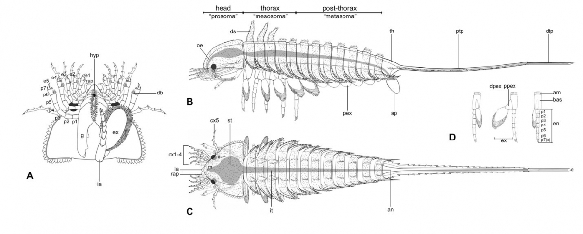 diagram-habelia-optata.jpg