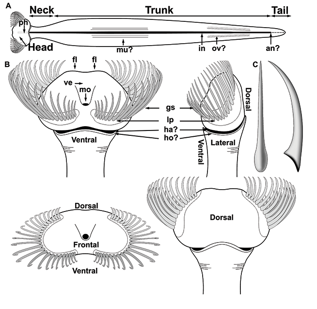 Diagram of an arrow worm