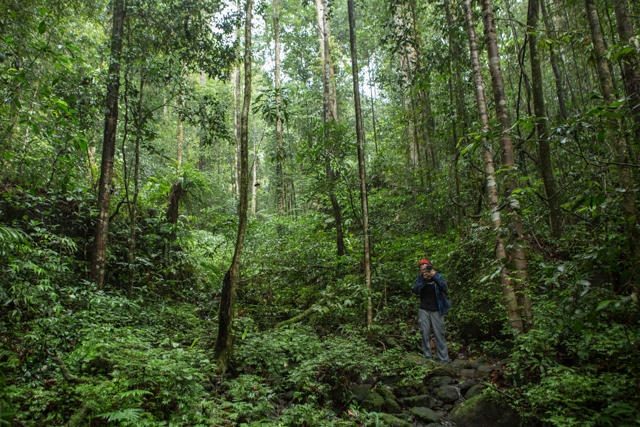 Deirdre standing dwarfed amongst the tall trees of Sinharaja Forest as she takes photos in Sri Lanka. Photo by Vincent Luk