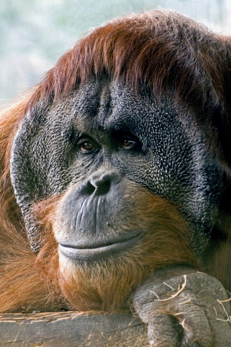 Orang-utan