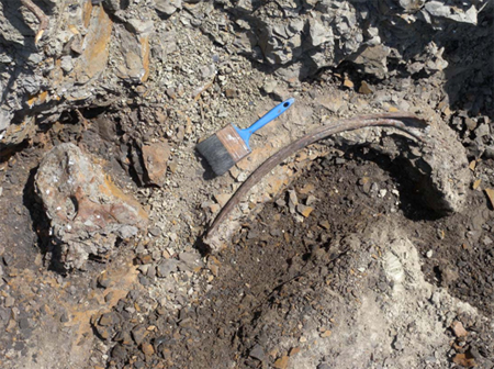 Dino_Alberta2 Rib bone in rock.