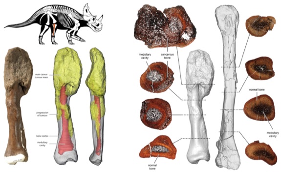 The fibula from a horned dinosaur, Centrosaurus apertus, showing osteosarcoma