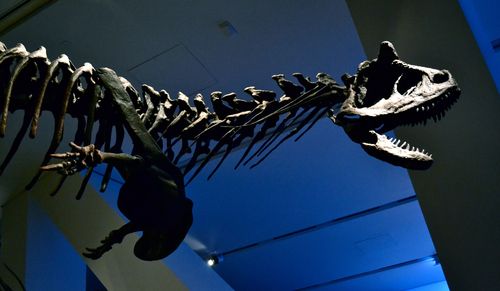 Dear School, teach dinosaurs. They are the awesomest. #kthxbi ROM Dinosaur with blue background