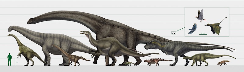 Du plus grand au plus petit : la taille des dinosaures varie immensément au Mésozoïque. Illustration de Vitor Silva