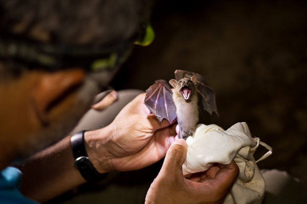 Dr. Burton Lim examines a lesser short-nosed fruit bat (Cynopterus brachyotis). Credit: Deirdre Leowinata