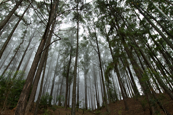 Thangamale Forest Reserve. Credit: Deirdre Leowinata