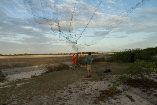 Final day in the field setting up the mist net in Mannar. The high winds snapped one of the poles shortly after this photo was taken. Credit: Deirdre Leowinata