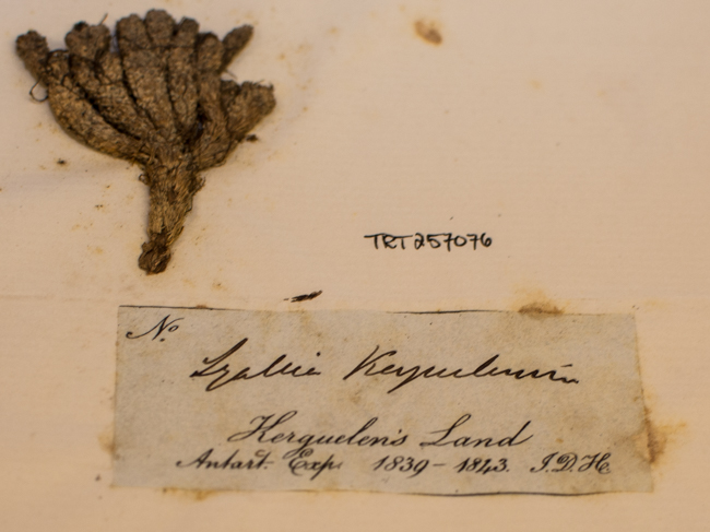 Hooker gave many of his duplicate specimens to Adam White, among them this specimen of Lyallia kerguelensis, a type specimen. Photo by Dorea Reeser