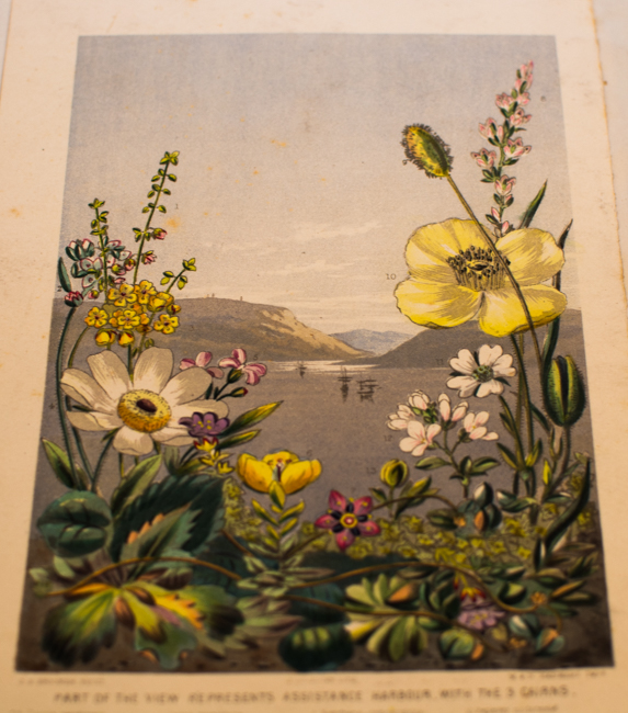 A watercolour painting from one of Adam White's scrapbooks of flowers near Assistance Harbour in the Arctic. Photo by dorea Reeser