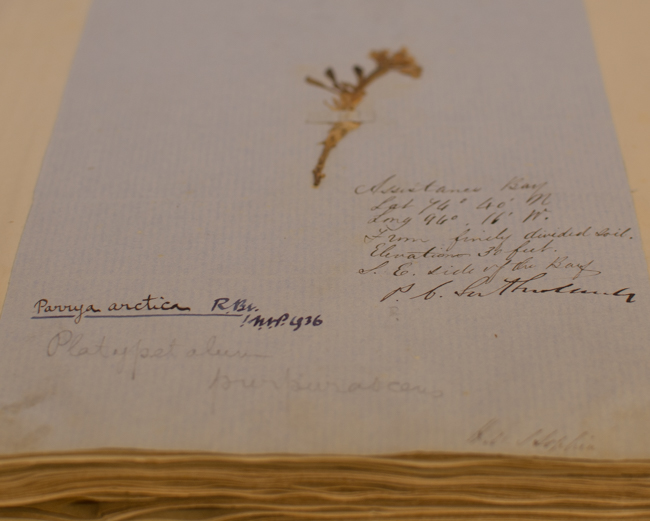 A Parrya arctica specimen, named after Captain William E. Parry by Robert Brown. Photo by Dorea Reeser