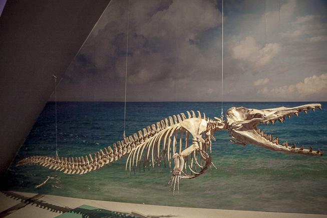 Dorudon skeleton in the ROM Blue Whale Exhibit. Photo by Natasha Hirt