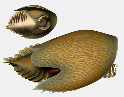 Reconstruction illustration of Cambroraster falcatus  Reconstruction by Lars Fields.  © Royal Ontario Museum