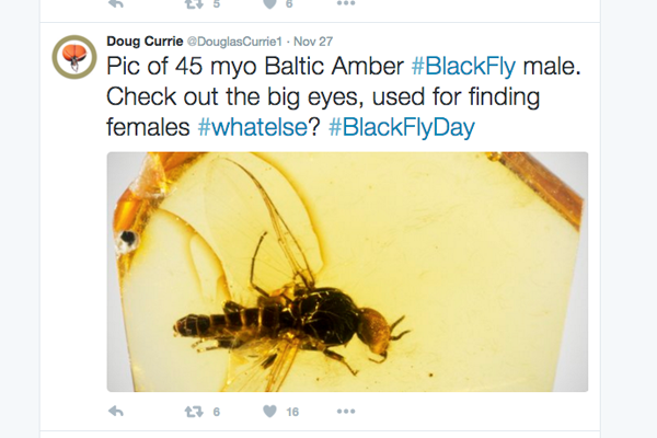 A screenshot of a tweet by ROM Senior Curator of Entomology Doug Currie about 45 million-year-old blackflies preserved in amber
