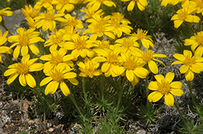 Yukon Goldenweed (Nestotus macleanii) is a wildflower that is found only on the steppe slopes of the central Yukon. Photo courtesy of Syd Cannings