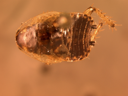 Closeup specimen photo of a dusky cockroach, Ectobius lapponicus, taken under a microscope. Photo courtesy of Antonia Guidotti